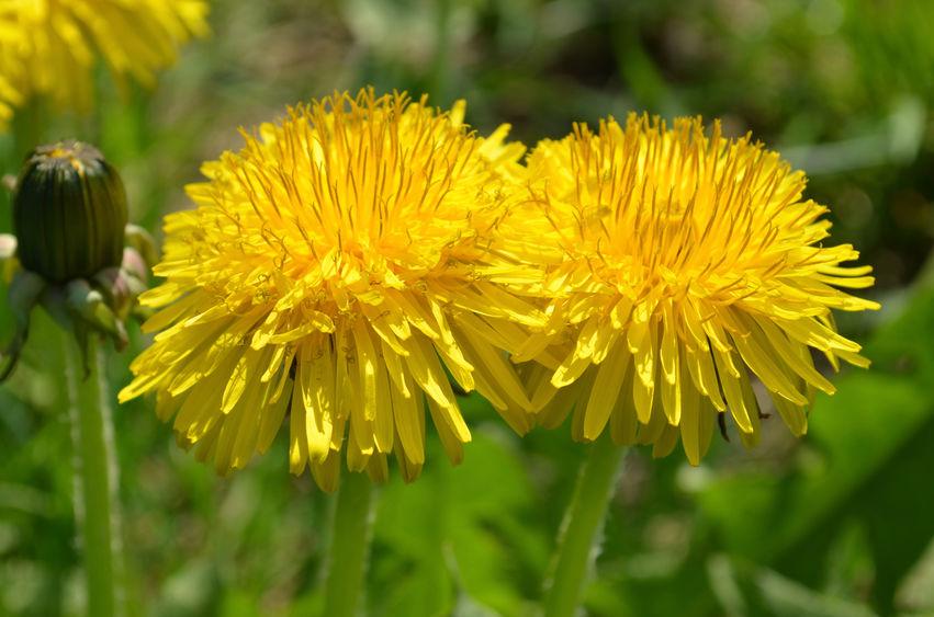 tarassaco-fiori-coltivazione