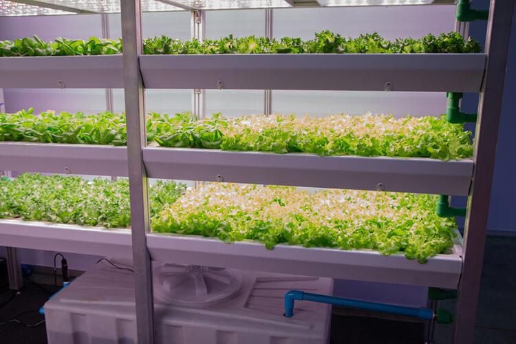 vertical-farming