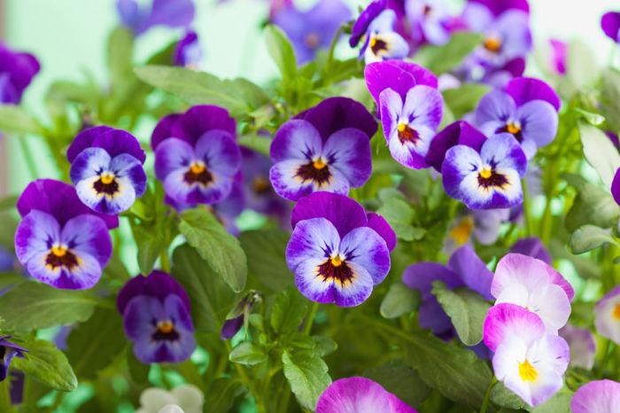 Fiori Violette.Violetta Caratteristiche E Coltivazione Cure Naturali It