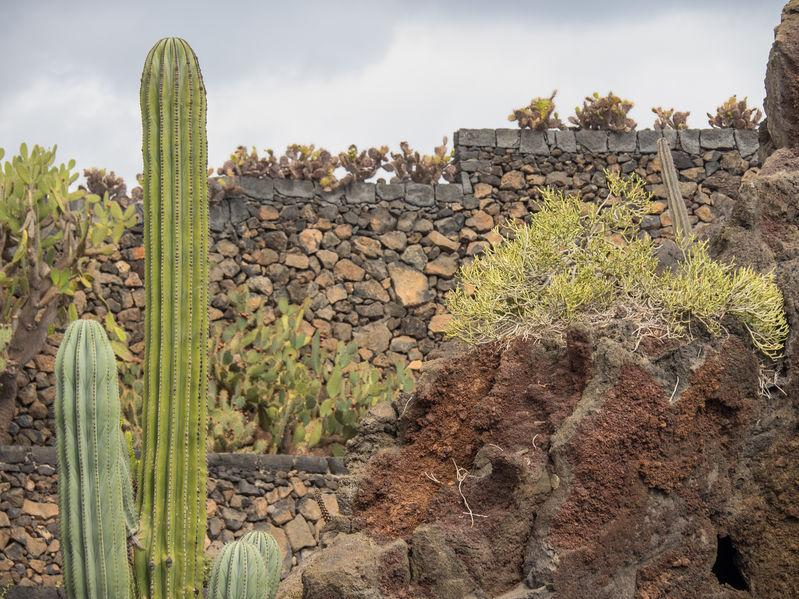 cactus-lanzarote