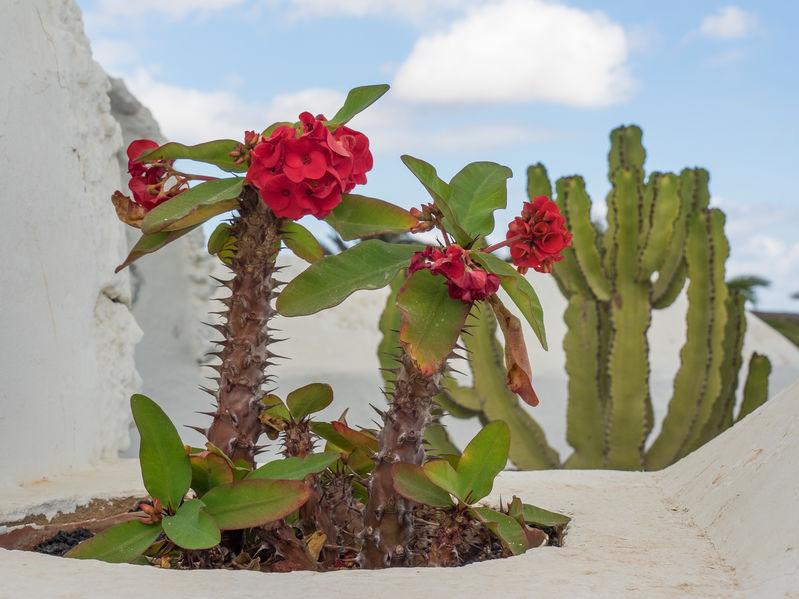 fiori-cactus