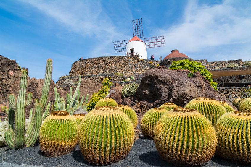 jardin-de-cactus