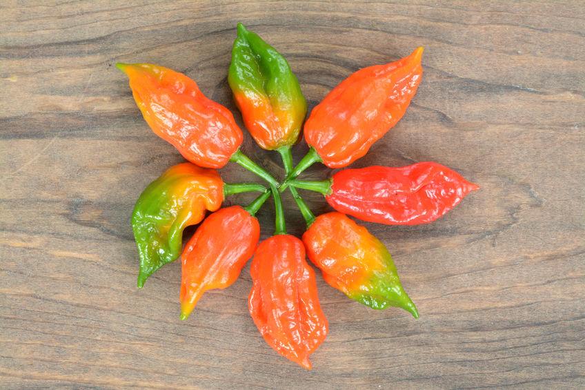 peperoncino-bhut-jolokia