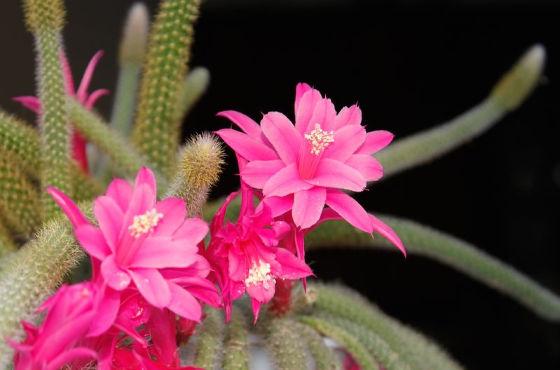 aporocactus