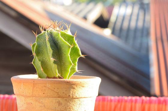 astrophytum