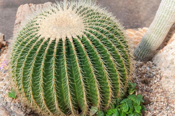 echinocactus-grusonii