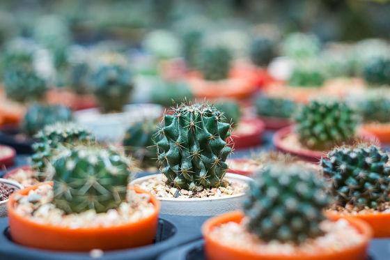 ferocactus