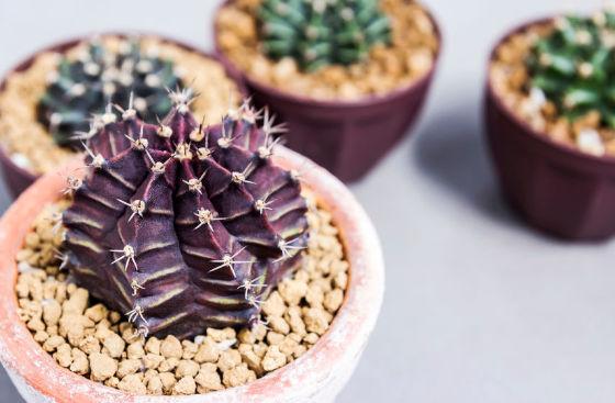 gymnocalycium