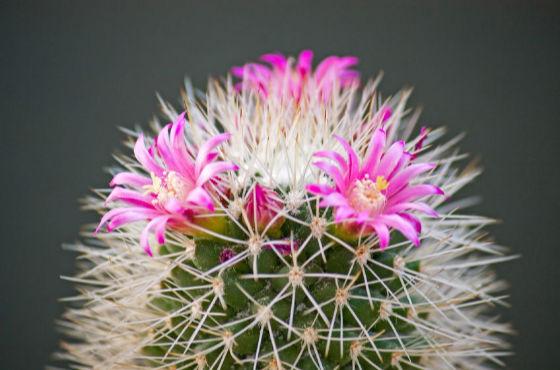 mammillaria