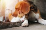 Cani e gatti: volano le adozioni nell'anno della pandemia