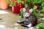 La colonia di gatti del Cimitero Monumentale di Milano