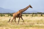 La cacciatrice che paga per uccidere una giraffa