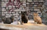Furtada: l'isola brasiliana dei gatti abbandonata per la pandemia