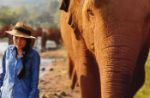 L'Elephant Nature Park di Lek Chailert