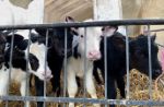 La vita delle mucche e il vero costo del latte