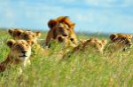 Il Sudafrica vieta l'allevamento di leoni per la caccia