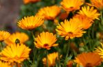 Crema Calendula: forza e protezione per la pelle