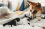 Adozioni di cani e gatti: le associazioni animaliste lanciano un appello