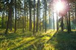 Quanti alberi piantare e dove per combattere l'emergenza climatica