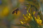 Per colpa del clima, le api fanno fatica a volare