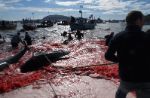 Nelle Far Oer uccise centinaia di balene