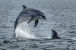 Nelle Eolie è in corso una battaglia tra delfini e totani