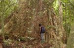 Le foreste sono in affanno. Intervista a Francesco Rovero