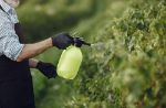 Come fare gli insetticidi naturali