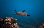 La profondità del mare nella fotografia di Jono Allen