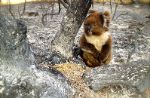 La strage dei koala australiani