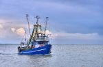 L'industria del pesce contro Seaspiracy