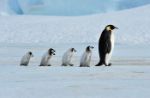 Pinguini a rischio per il cambiamento climatico