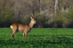 Biodiversità nella riserva naturale dei Ghirardi