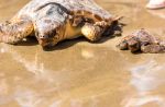 Tartalove: il progetto di Legambiente per adottare una tartaruga