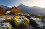 Le fioriture mai viste sull'Everest