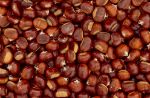 Marroni: proprietà, valori nutrizionali, calorie