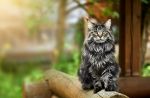 Gatto: le caratteristiche dell'animale domestico più affascinante