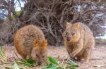 Quokka, caratteristiche