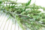 Artemisia in erboristeria: proprietà, uso, controindicazioni