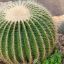 echinocactus-grusonii.jpg