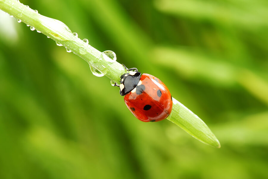 Coccinelle, gli insetti portafortuna CureNaturali.it Coccinelle, gli insetti portafortuna CureNaturali.it